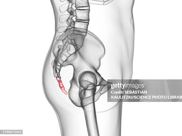 coccyx, illustration - tail stock illustrations