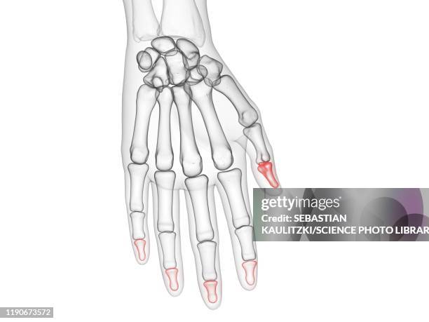 distal phalanges, illustration - skeleton hand stock illustrations
