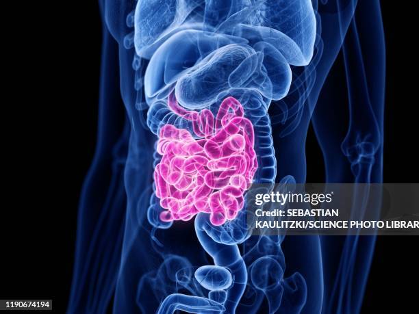 bildbanksillustrationer, clip art samt tecknat material och ikoner med small intestine, illustration - människotarm