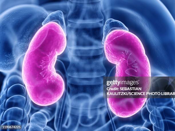 ilustrações de stock, clip art, desenhos animados e ícones de human kidneys, illustration - rim humano