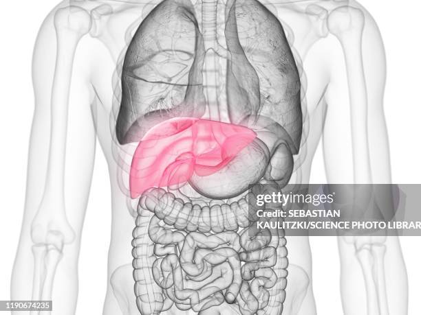 liver, illustration - anatomical position stock illustrations