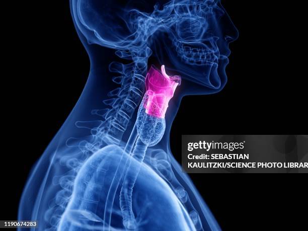 human larynx, illustration - larynx stock illustrations