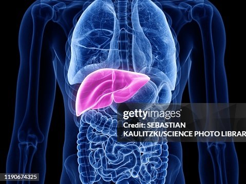 Liver, illustration Liver, illustration