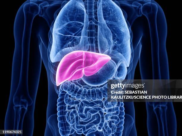 liver, illustration - liver organ stock illustrations