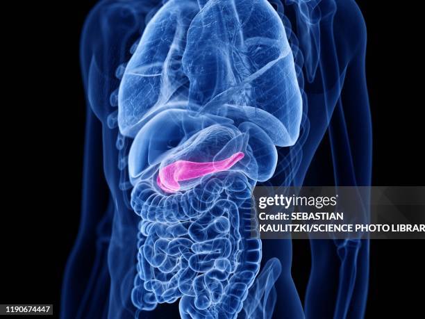 ilustrações de stock, clip art, desenhos animados e ícones de pancreas , illustration - pancreas 3d