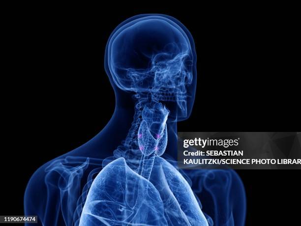 parathyroid glands, illustration - thyroid hormone stock illustrations