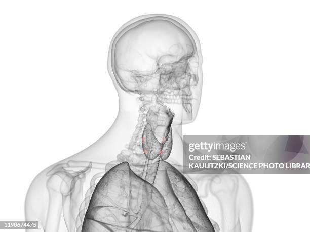 parathyroid glands, illustration - thyroid hormone stock illustrations