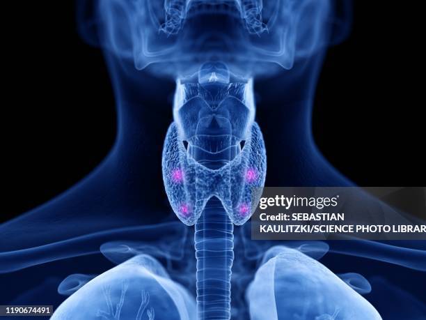 parathyroid glands, illustration - nebenschilddrüse stock-grafiken, -clipart, -cartoons und -symbole