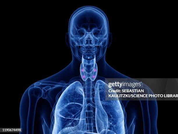 parathyroid glands, illustration - nebenschilddrüse stock-grafiken, -clipart, -cartoons und -symbole