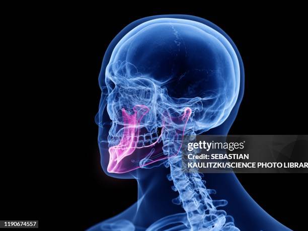 jaw bone, illustration - temporomandibular joint stock illustrations