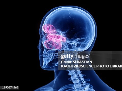 Sinuses Animation Sinuses Illustration High-Res Vector Graphic - Getty Images