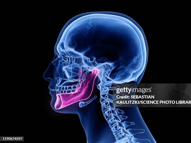 jaw bone, illustration - menschlicher kieferknochen stock-grafiken, -clipart, -cartoons und -symbole