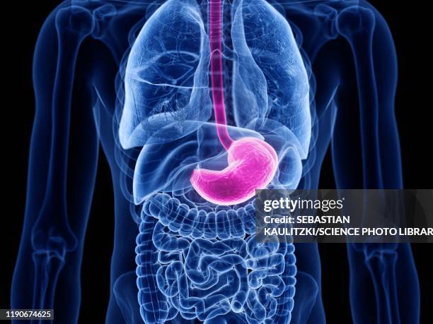 stomach, illustration - oesophagus stock illustrations