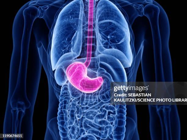 stomach, illustration - oesophagus stock illustrations