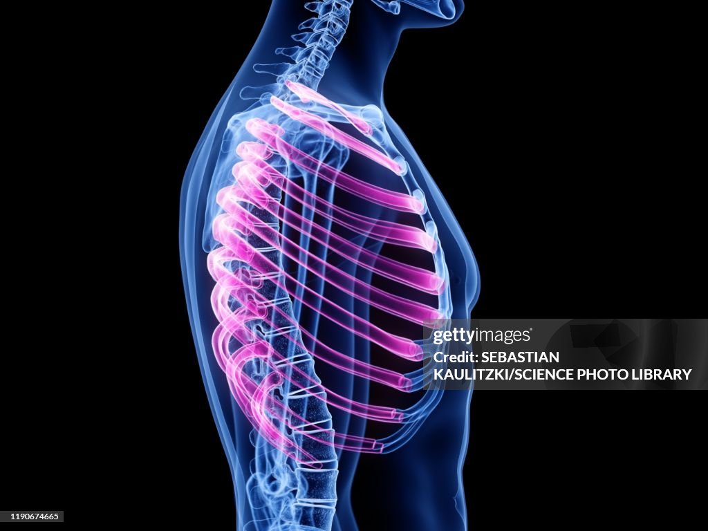 Ribs Illustration High-Res Vector Graphic - Getty Images