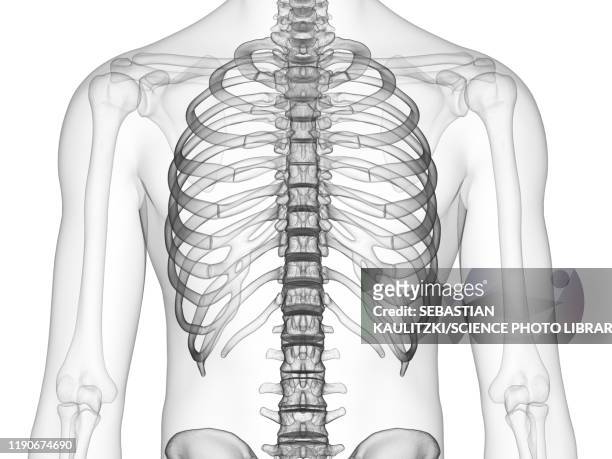 thorax bones, illustration - male torso stock illustrations