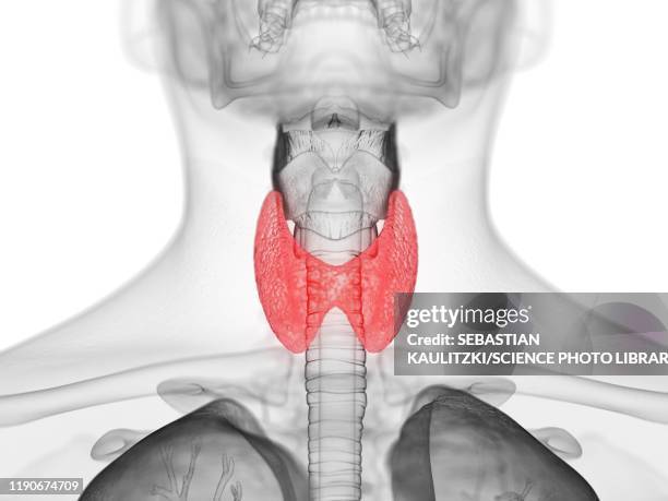 thyroid gland, illustration - thyroid hormone stock illustrations