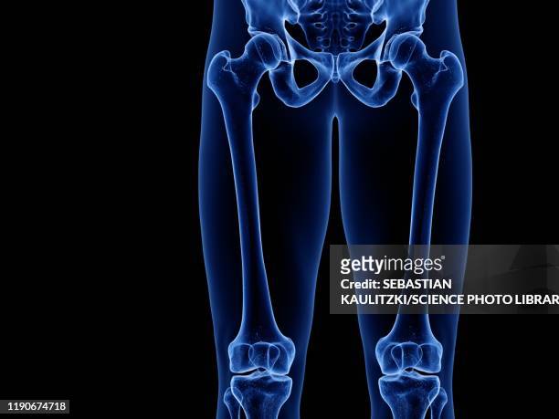 upper leg bones, illustration - male crotch stock illustrations
