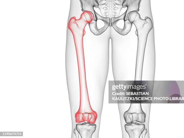 ilustraciones, imágenes clip art, dibujos animados e iconos de stock de femur, illustration - femur