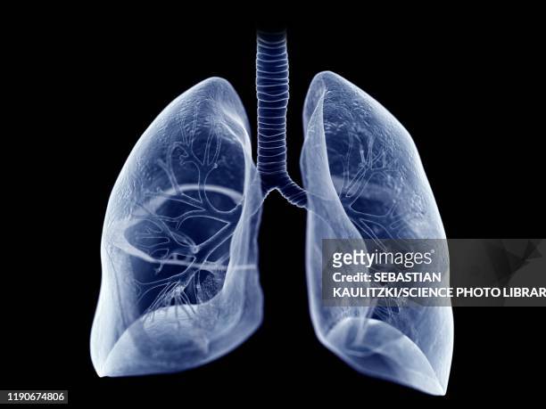 lung, illustration - human lung stock illustrations