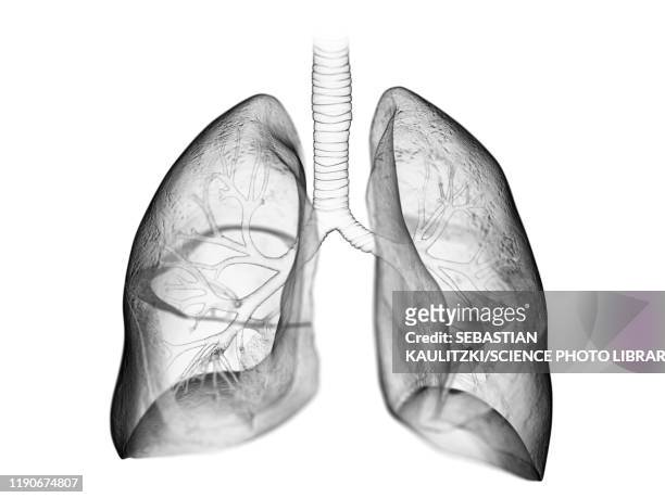 lung, illustration - lung stock illustrations