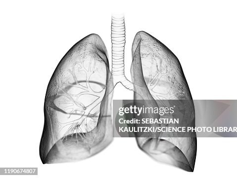 Lung, illustration Lung, illustration
