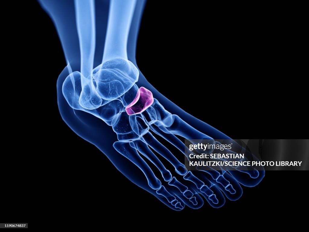 Navicular Variants Navicular Bone Illustration High-Res Vector Graphic - Getty Images