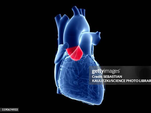 aortic valve, illustration - myocardium stock illustrations