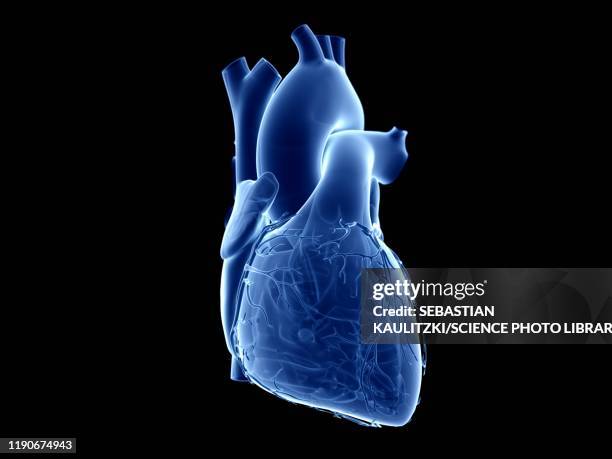 ilustraciones, imágenes clip art, dibujos animados e iconos de stock de human heart, illustration - heart anatomy