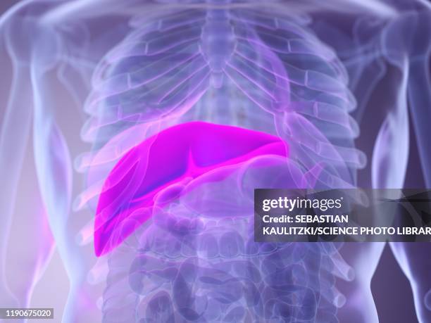 Normal Liver Element 456 Normal Liver Stock Photos, High-Res Pictures, and Images - Getty Images