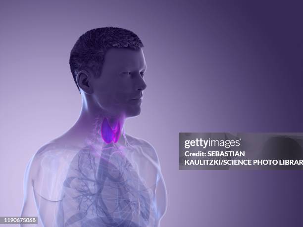 thyroid gland, illustration - thyroid hormone stock illustrations