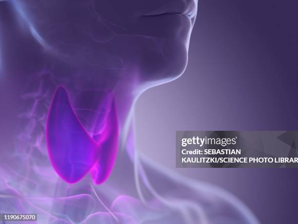thyroid gland, illustration - thyroid hormone stock illustrations