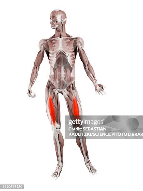 vastus intermedius muscle, illustration - vastus intermedius stock illustrations