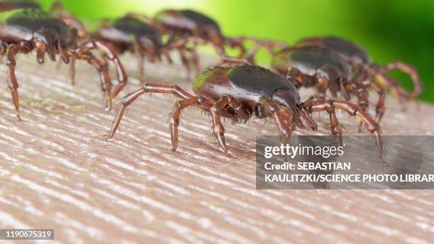 ticks on human skin, illustration - ectoparasite stock illustrations