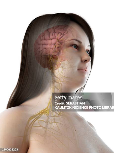 brain anatomy, illustration - limbic system stock illustrations