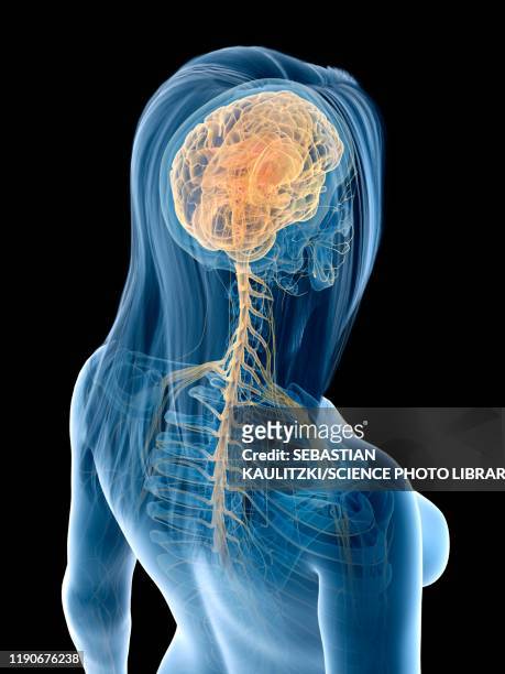 brain and nerves, illustration - human anatomy organs back view stock illustrations
