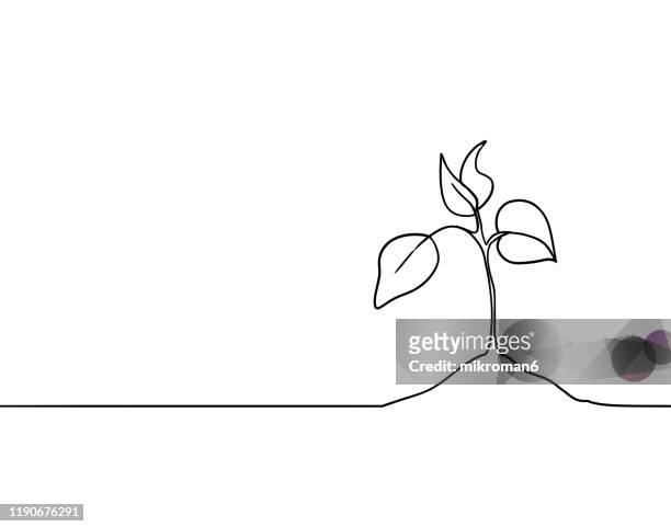 single line drawing of a plant - illustration technique stock pictures, royalty-free photos & images