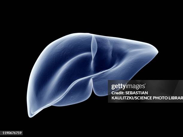 liver, illustration - human liver 幅插畫檔、美工圖案、卡通及圖標