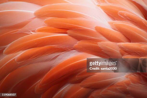 flamingo - pluma de ave fotografías e imágenes de stock