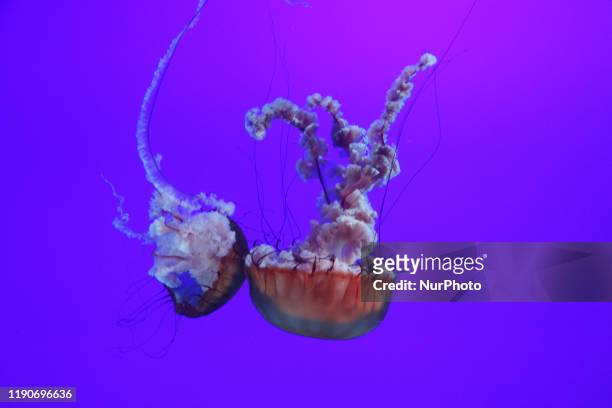 Pacific Sea Nettles jellyfish at the Ripley's Aquarium of Canada on 21 December 2019 in Toronto, Ontario, Canada.