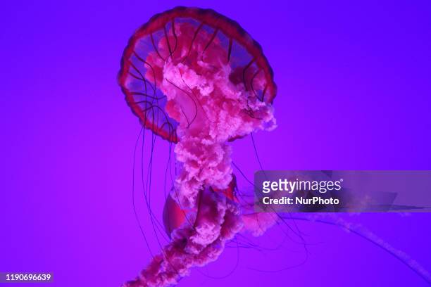 Pacific Sea Nettle jellyfish at the Ripley's Aquarium of Canada on 21 December 2019 in Toronto, Ontario, Canada.