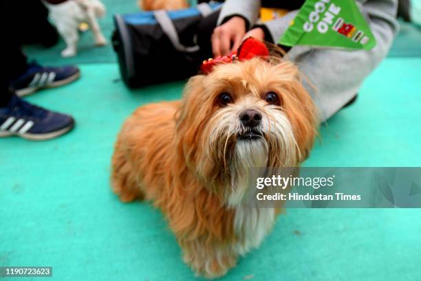 Pet seen during the Pet Fed show, at Okhla NSIC Ground, on December 28, 2019 in New Delhi, India. Pet Fed, Indias Biggest Pet Festival & Limca World...