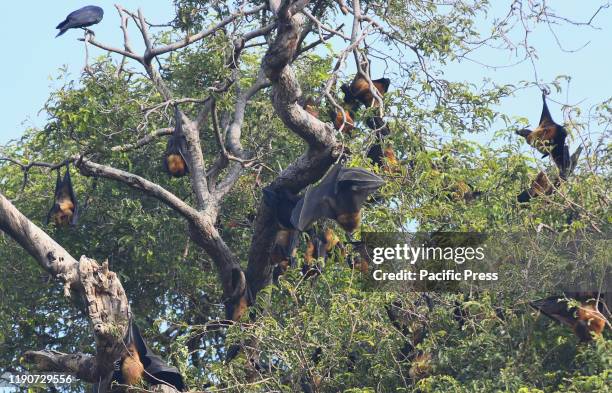 Indian flying foxes or giant fruit bats hanging on a tree in a green garden during a cold winter morning in Beawar.