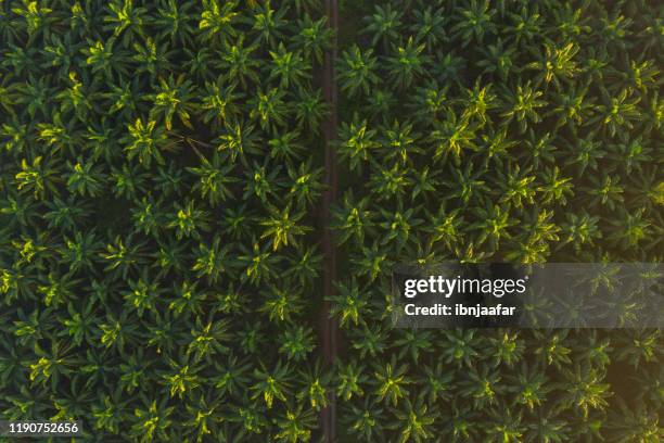 luchtfoto van palmolie plantage op ochtend - palmboom stockfoto's en -beelden