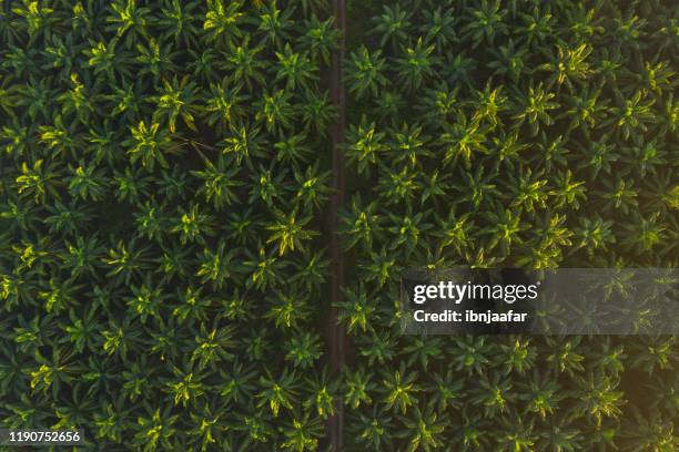 aerial view of palm oil plantation on morning - palms stock pictures, royalty-free photos & images