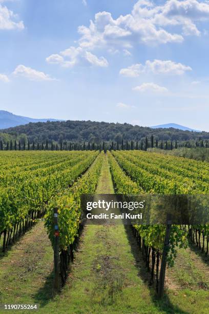 vineyard landscape - vigneto stock pictures, royalty-free photos & images