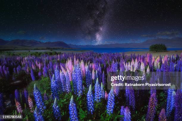 the milky way and lupins field near the church of the good shepherd near lake tekapo, on new zealand's south island. - summer new zealand stock-fotos und bilder