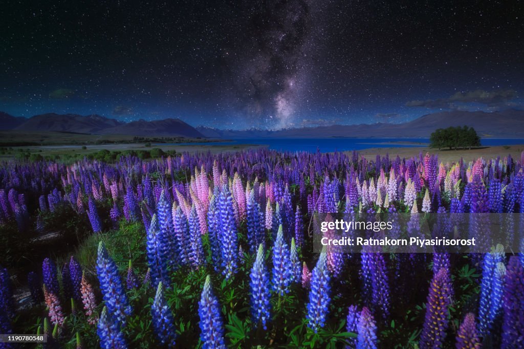 The Milky Way and lupins field near the Church of the Good Shepherd near Lake Tekapo, on New Zealand's South Island.
