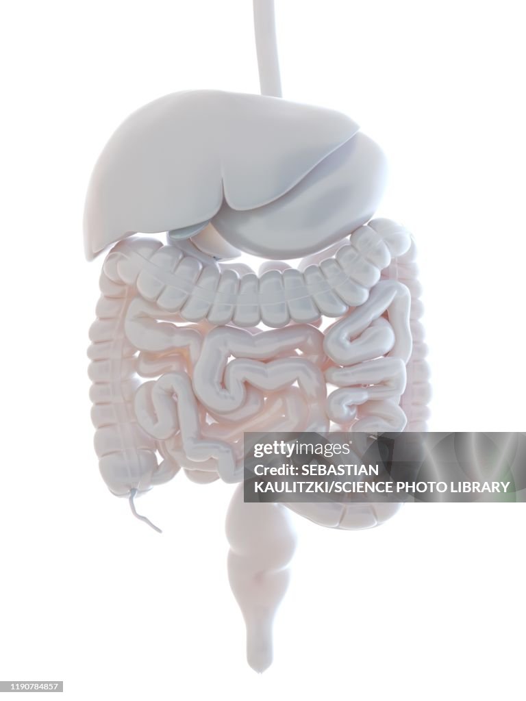 Digestive system, illustration
