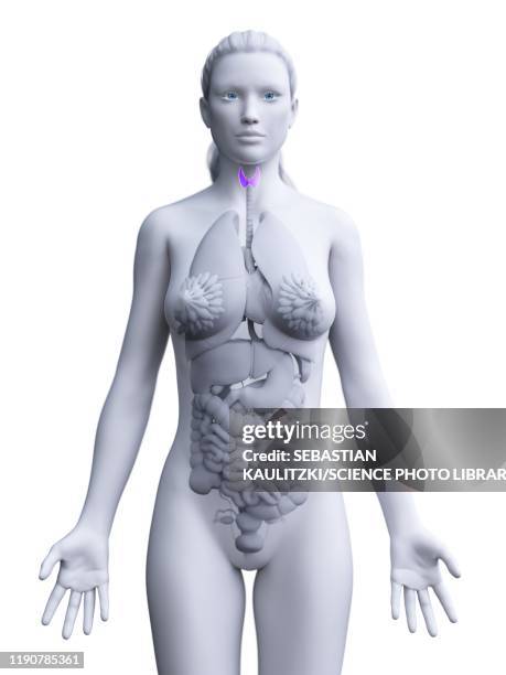 thyroid gland, illustration - thyroid hormone stock illustrations